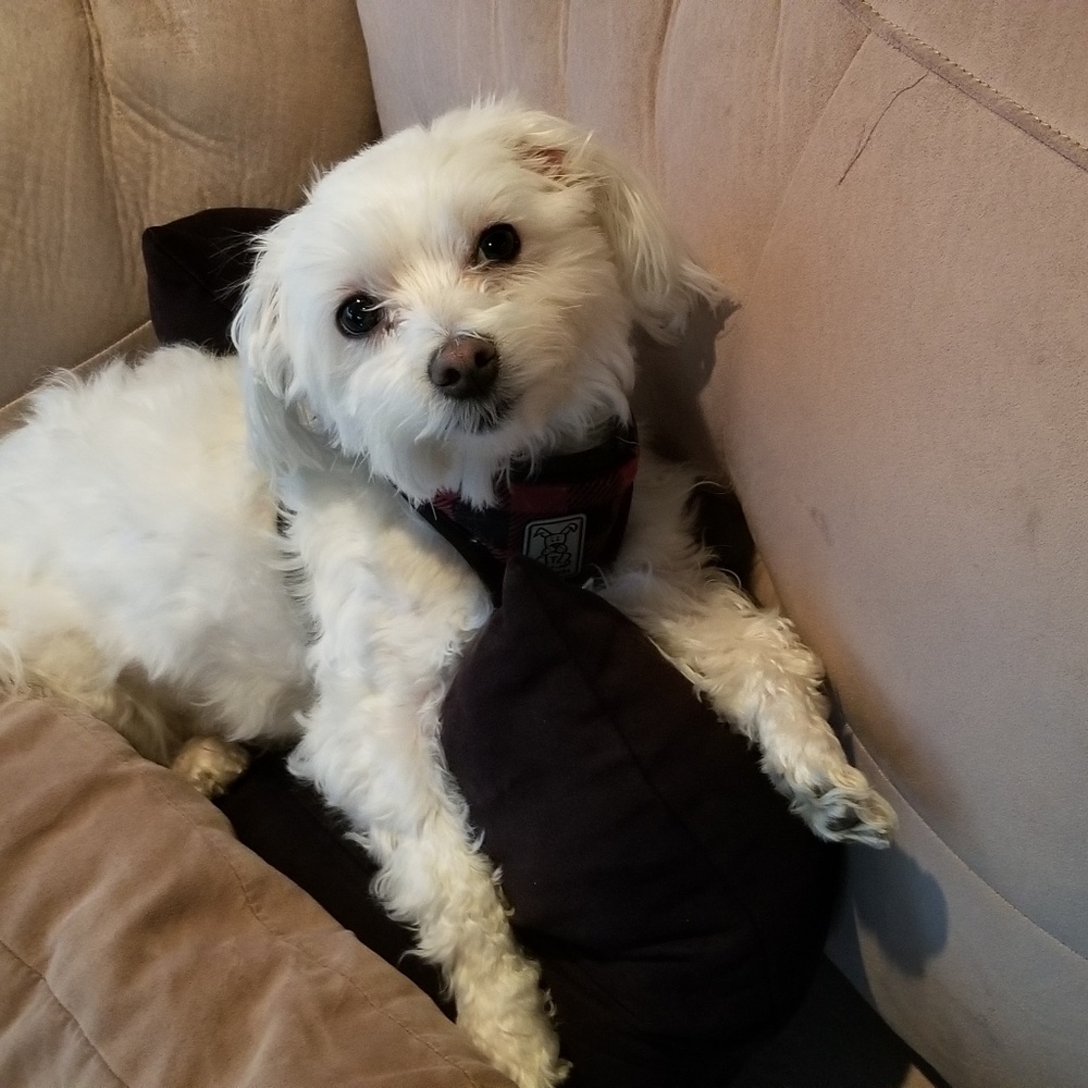 Meet your Posher, Coconut